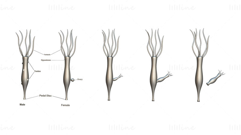 Modello 3D delle fasi di genere e ovaio dell'idra