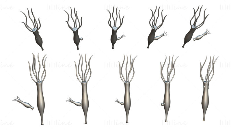 Hydra kjønns- og eggstokkstadier 3D-modell