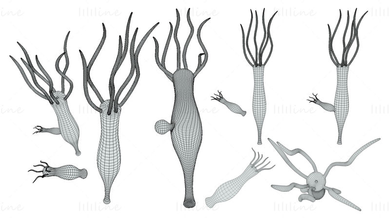 Modelo 3D de etapas de género y ovario de Hydra