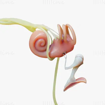 Inner ear medical illustration