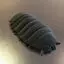 Insect Porcellio FLEXI articulated 3d printing model STL file