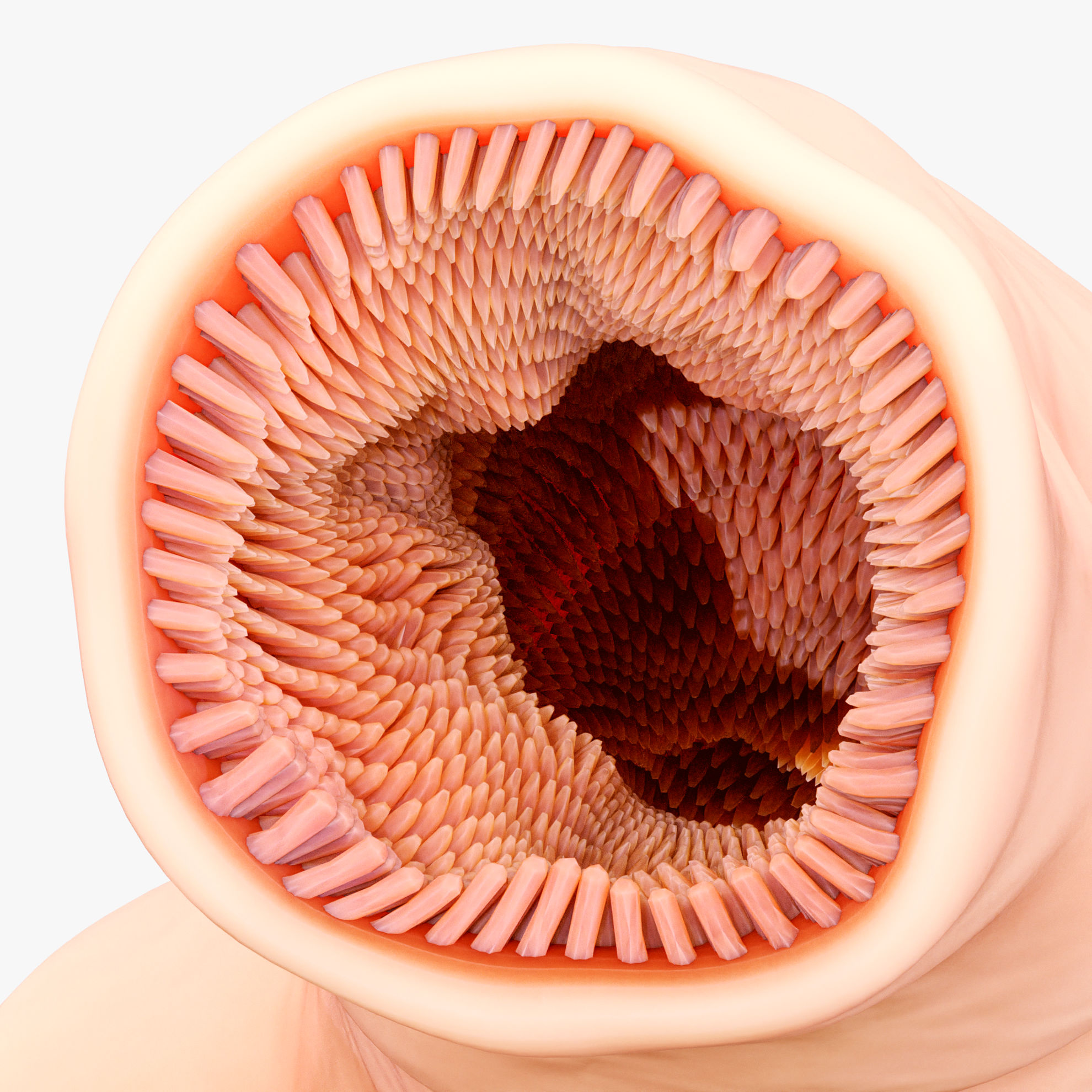 Intestinal Microvilli Medical Anatomy 3D Model Biology Diagrams