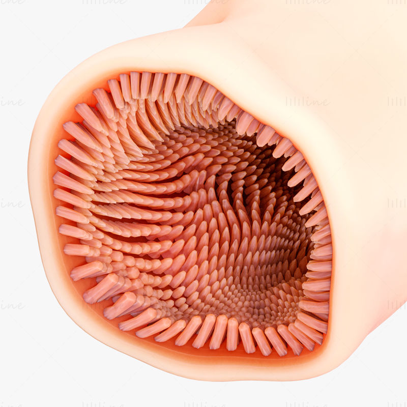 Intestinal Microvilli Medical Anatomy 3D Model