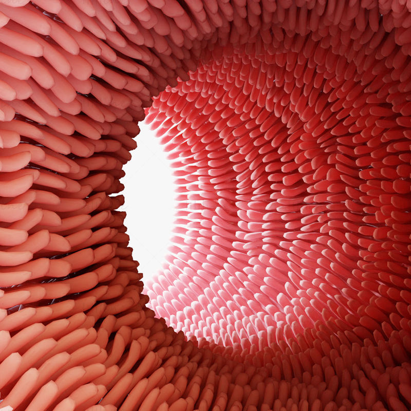 Modello 3D dei villi intestinali