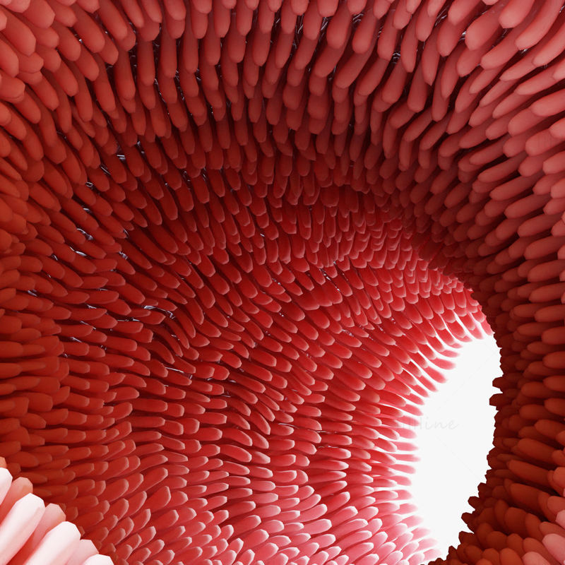 Modello 3D dei villi intestinali