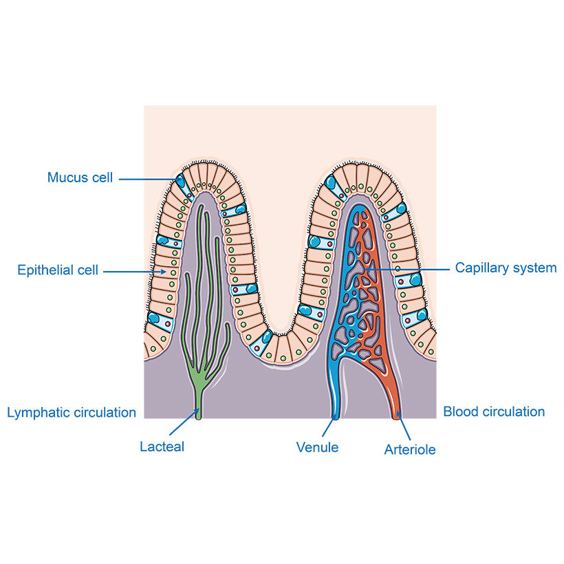 Intestinal villi vector