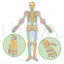 Joints vector scientific illustration