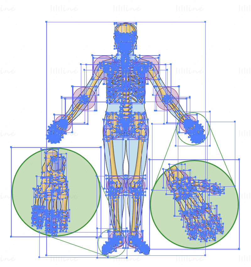 Joints vector scientific illustration