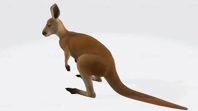 Kangaroo 3D Print Model