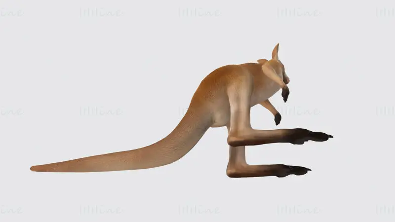 Kangaroo 3D Print Model