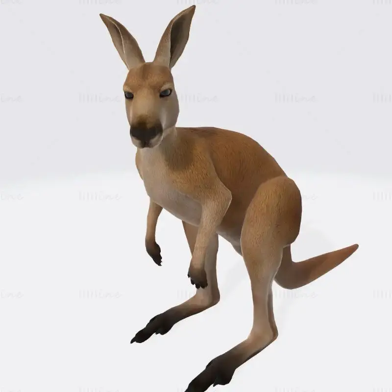 Kangaroo 3D Print Model
