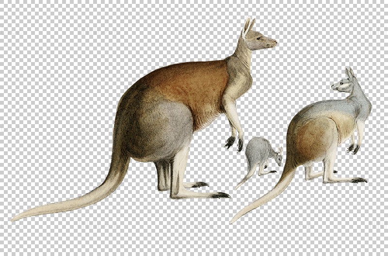 Kangaroo png