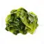 Kelp image
