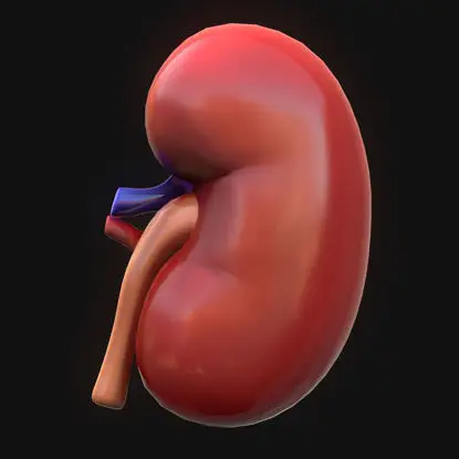 Kidney medical illustration