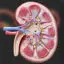 Ilustración médica del riñón PNG