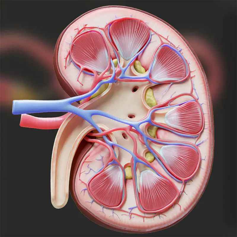 Kidney medical illustration PNG