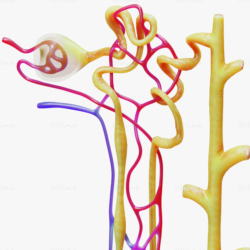 Kidney Nephron 3D Model