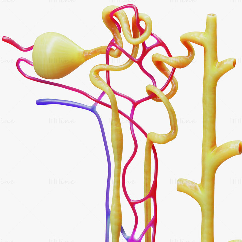 Modelo 3D de nefrona renal