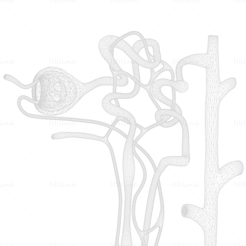 Kidney Nephron 3D Model