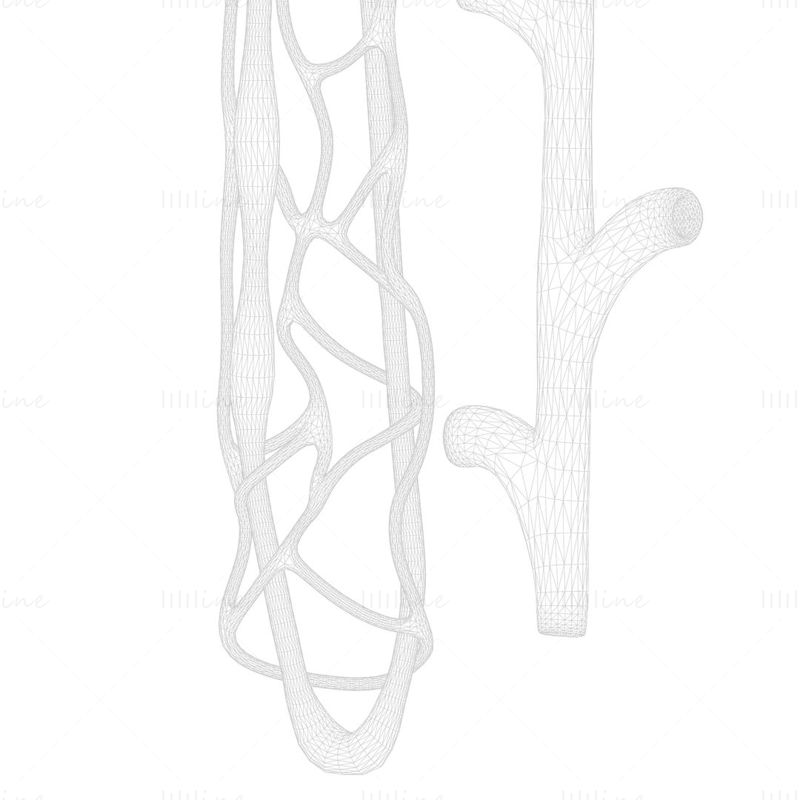 Modelo 3D de nefrona renal