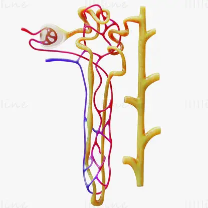 Kidney nephron medical illustration