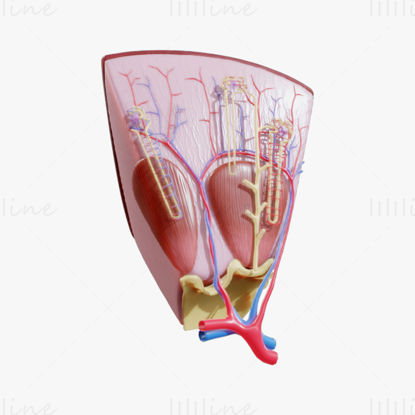 Modelul 3D de anatomie a structurii nefronului renal