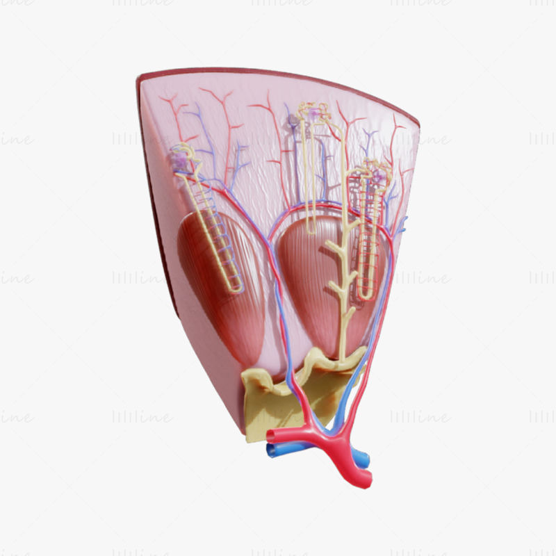 腎臓ネフロン構造解剖学3Dモデル