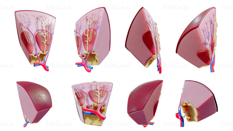 Böbrek Nefron Yapısı Anatomisi 3D Modeli