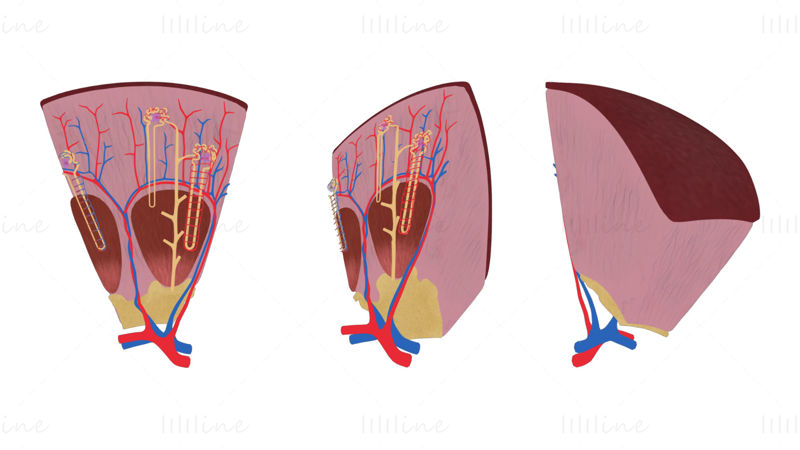 Modelo 3D de anatomía de la estructura de la nefrona del riñón
