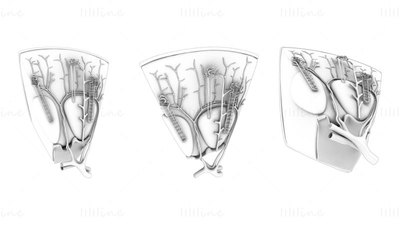 Modello 3D di anatomia della struttura del nefrone del rene