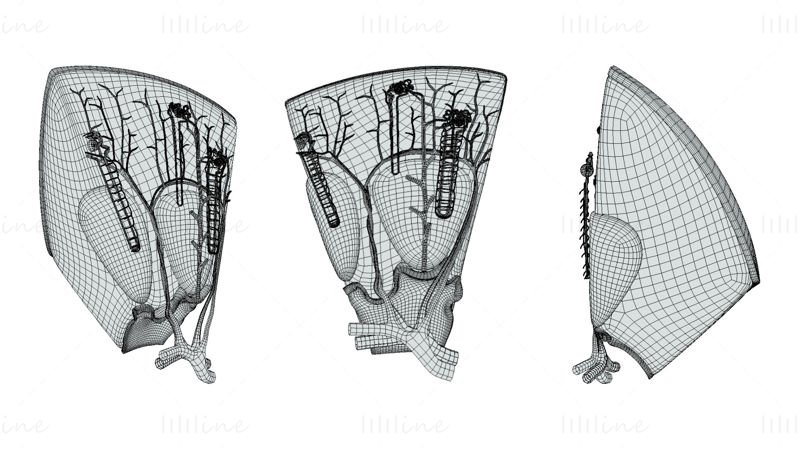 Böbrek Nefron Yapısı Anatomisi 3D Modeli