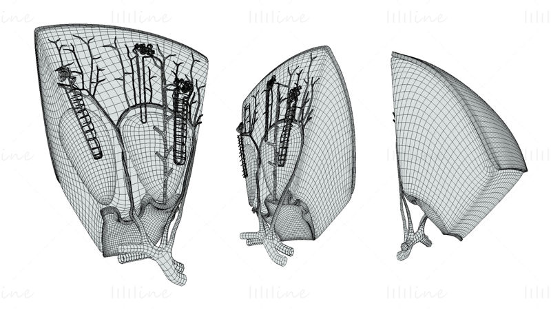 3D model anatomie struktury ledvinového nefronu