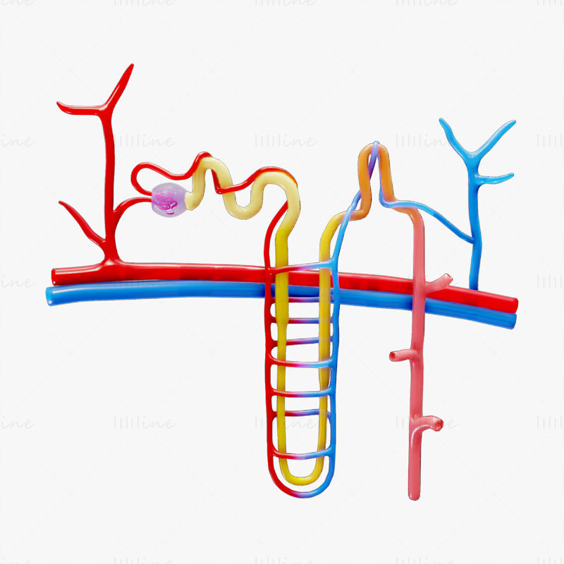 Modelo 3D médico de anatomía de la estructura de la nefrona del riñón