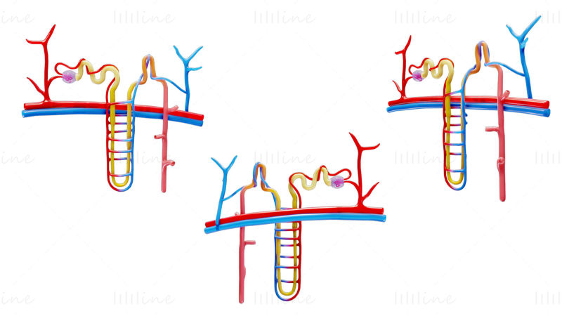 Nyre Nephron Struktur Anatomi Medisinsk 3D-modell