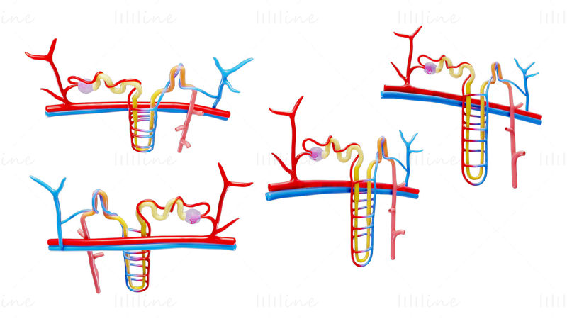 Nyre Nephron Struktur Anatomi Medisinsk 3D-modell