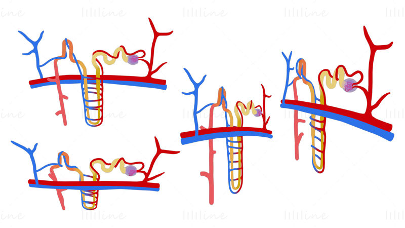 Nyre Nephron Struktur Anatomi Medisinsk 3D-modell