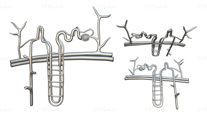 Vese Nephron Szerkezet Anatómia Orvosi 3D-s modell