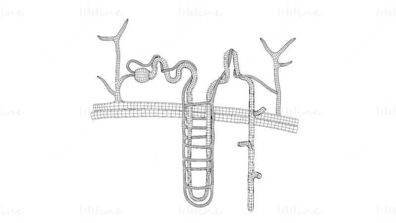 Nyre Nephron Struktur Anatomi Medisinsk 3D-modell