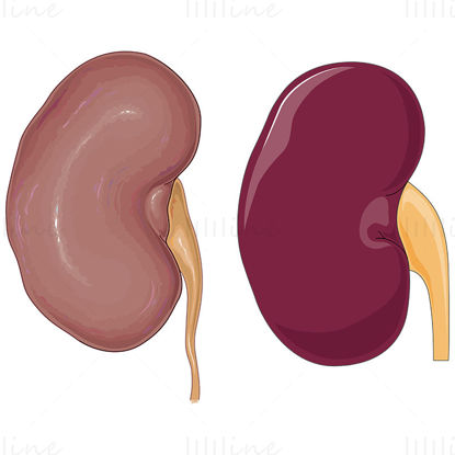 Kidney organ vector