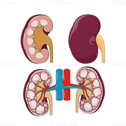 Kidney vector