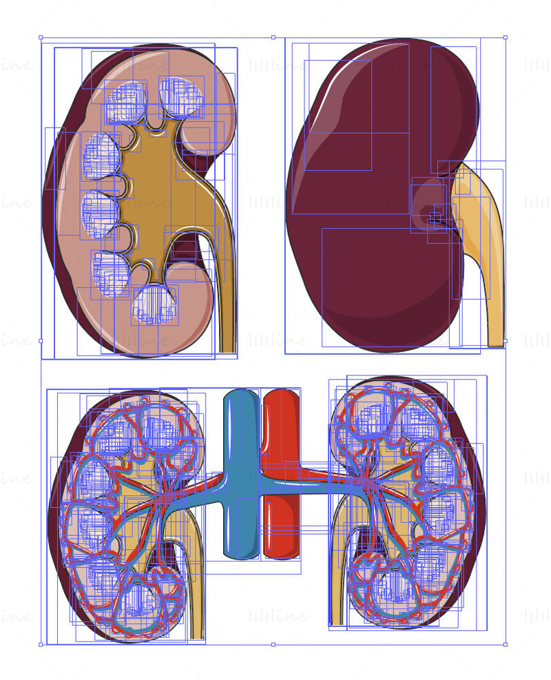 Kidney vector