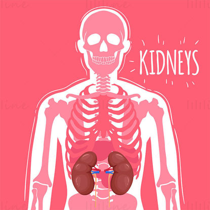 Kidneys vector illustration