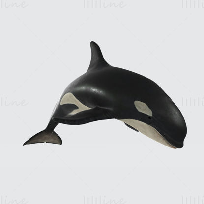 Killer Whale 3D Print Model