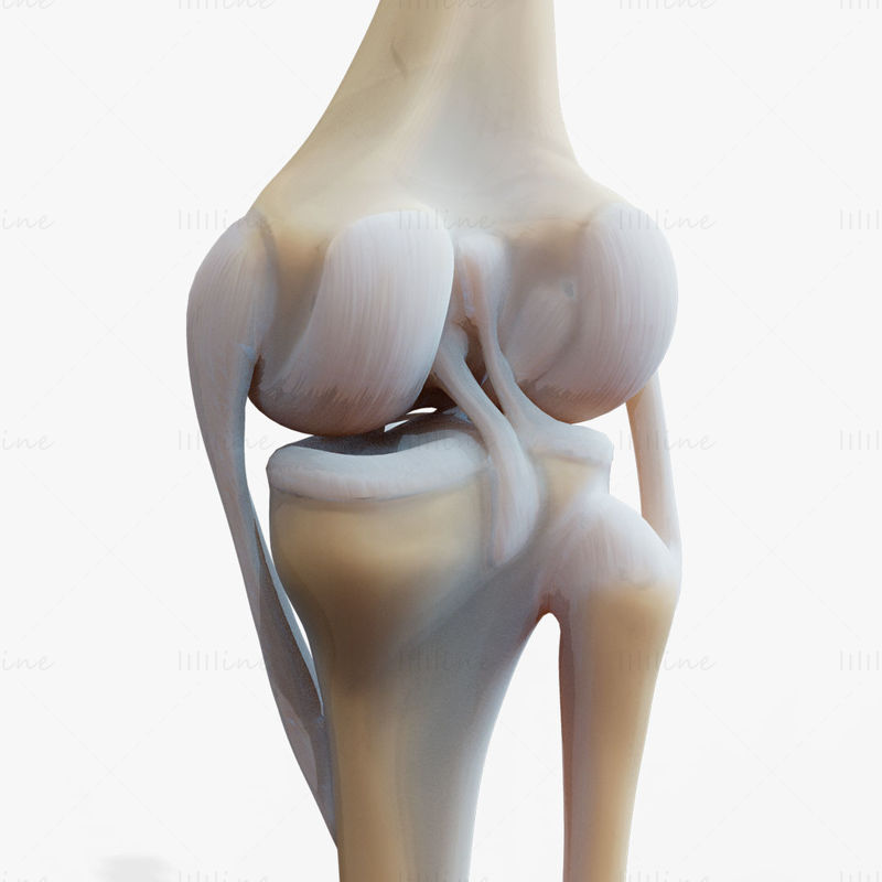 膝关节3d模型