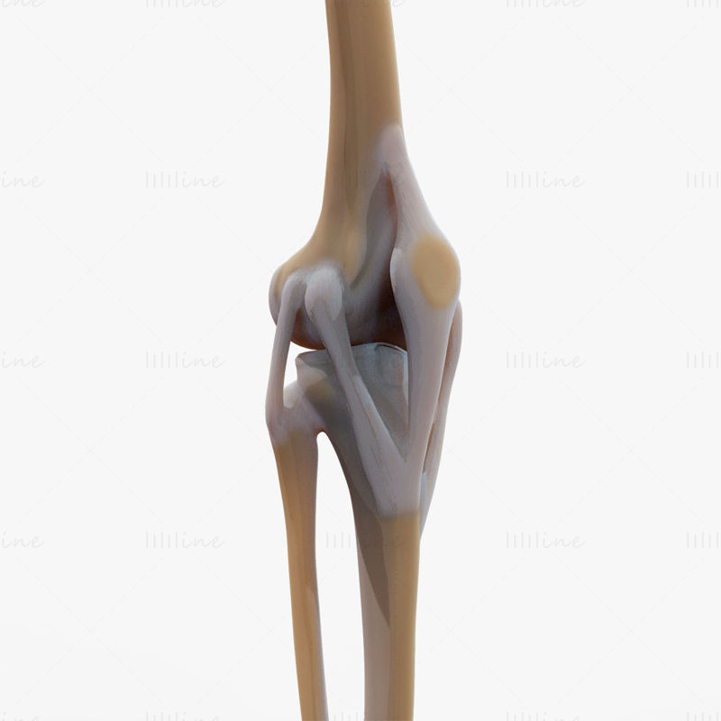 3D model kolenního kloubu