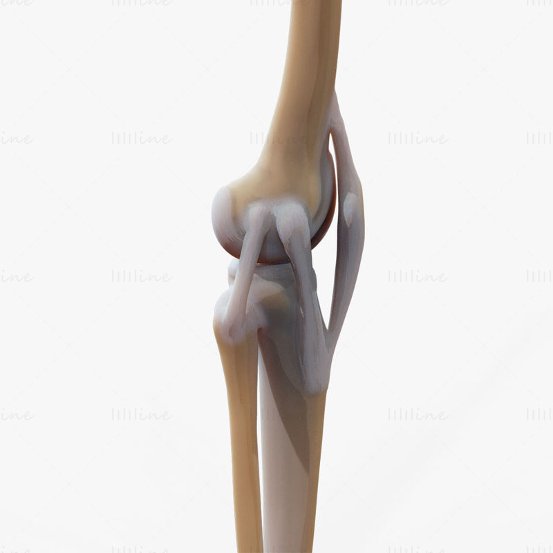 3d модел на колянна става