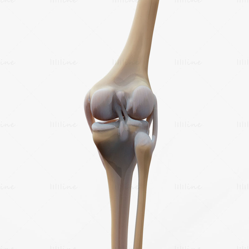 مدل سه بعدی مفصل زانو