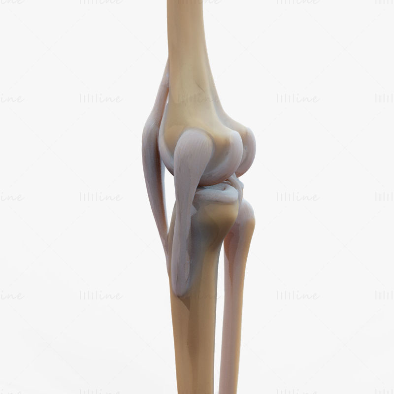3d модел на колянна става