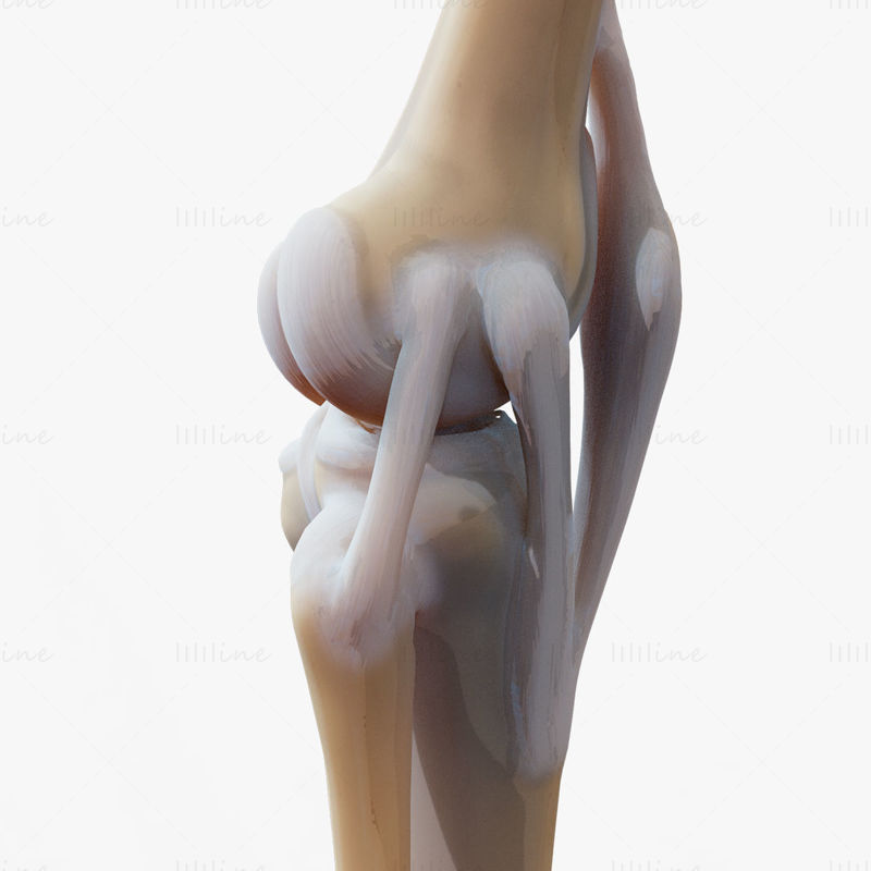 3д модель коленного сустава