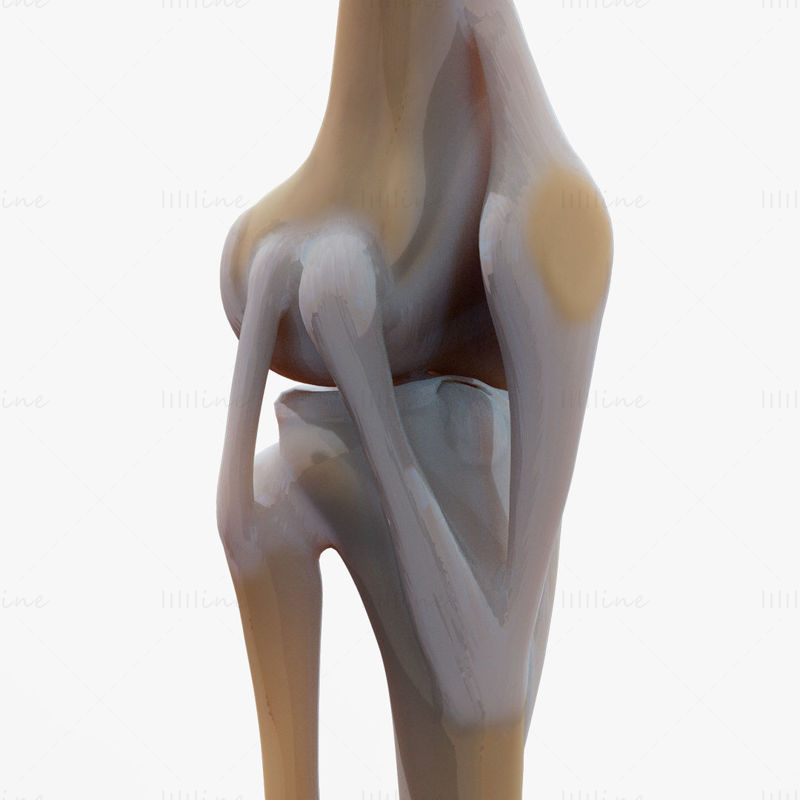 نموذج ثلاثي الأبعاد لمفصل الركبة